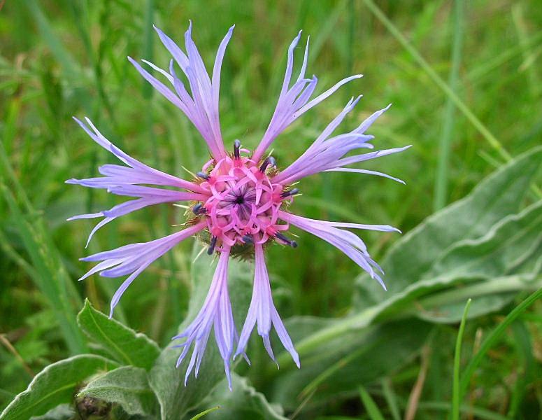 Centaurea triumfettii / Fiordaliso di Trionfetti